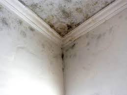 Trusted Colona, IL Mold Removal Services Experts